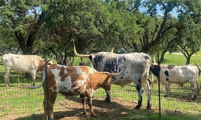 North Buttercup Creek House | 3BR Retreat - King & Queen Beds, Near Austin and Hill Country Fun