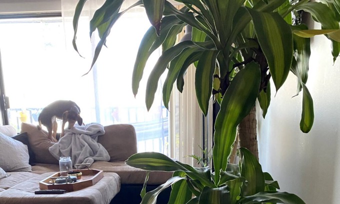 Lower Lonsdale Apartment | 5 Minute walk to the water! Lower Lonsdale Studio Apartment with Balcony