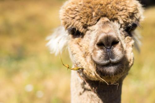 Upper Takaka Apartment | Alpacas Off Grid - Eco Cabin