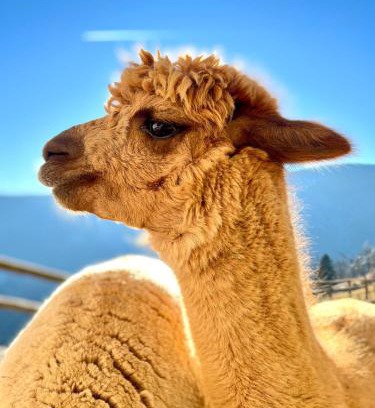 Albeck Apartment | Apartment "Sunseitn" am Pietschacherhof