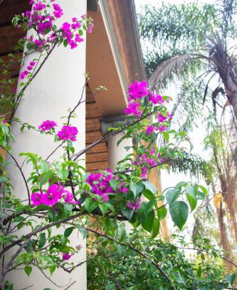 Asuncion Hotel | Asuncion Palace