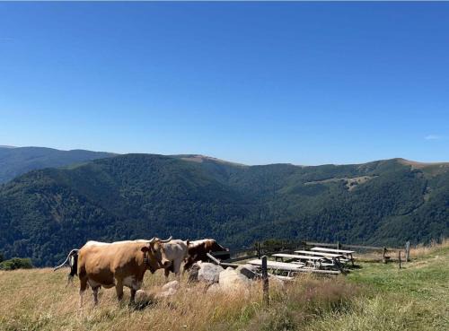 Munster Apartment | Au petit Meuh'ster