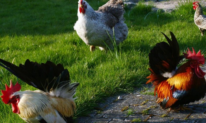 Zedelgem Bed & Breakfast | B&B Koornemoezen