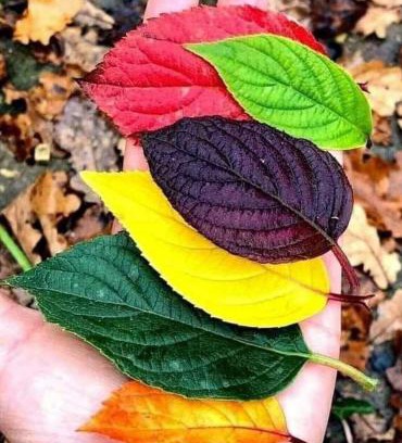 Spezzano della Sila Bed & Breakfast | B&B Nonna Iolanda