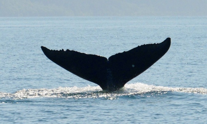 Kodiak Apartment | BEARS, BIRDS, AND WHALES/A Room with a Car