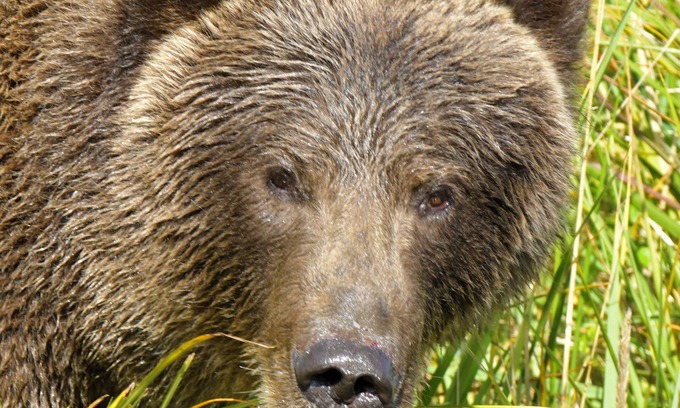 Kodiak Apartment | BEARS, BIRDS, AND WHALES. n Room 1 with a Car