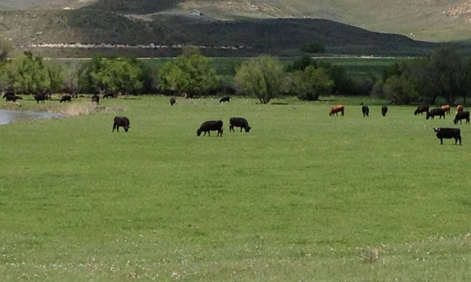 Buffalo House | Beautiful and private guest ranch house on Clear Creek with Mountain views