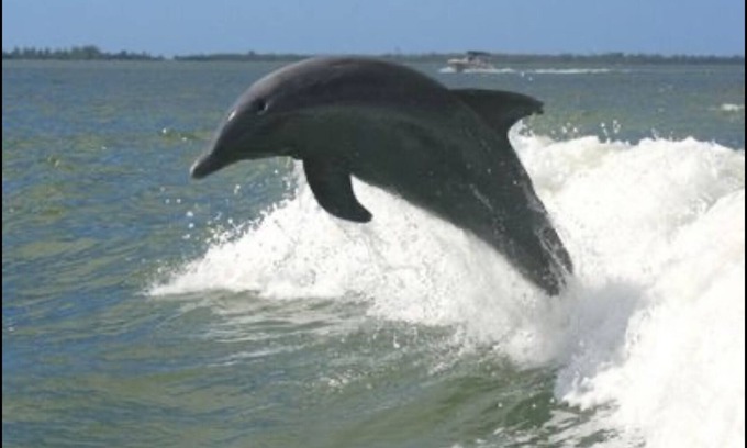Sanibel Condo | BEAUTIFUL SANIBEL ISLAND CONDO LRG 3BD 2BTH NEW BEDS OPEN CATHEDRAL CONCEPT LOFT