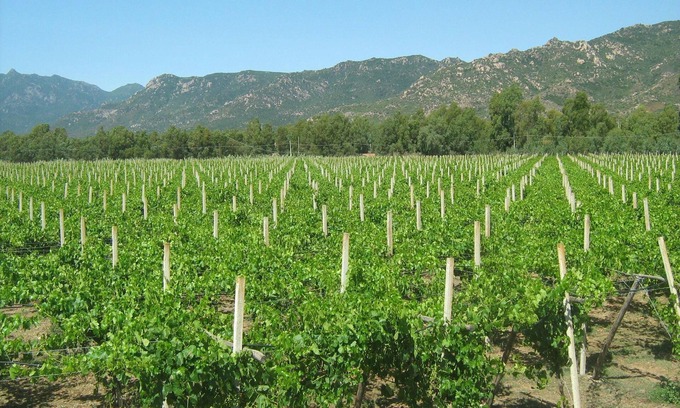 Muravera Villa | Between vineyards and sea - Spacious apartment in farmhouse