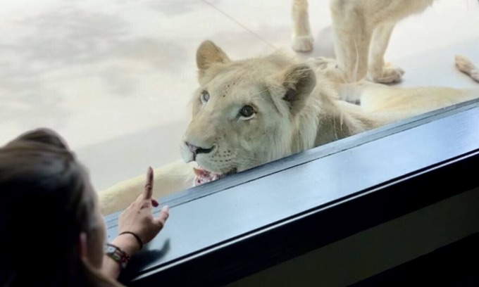 Town of Sullivan House | Big Cat Bungalows at The Haven - Lion 4
