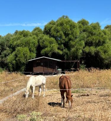 Prado del Rey Other | Cabaña rústica en un rancho con caballos, Prado del Rey, Andalucía