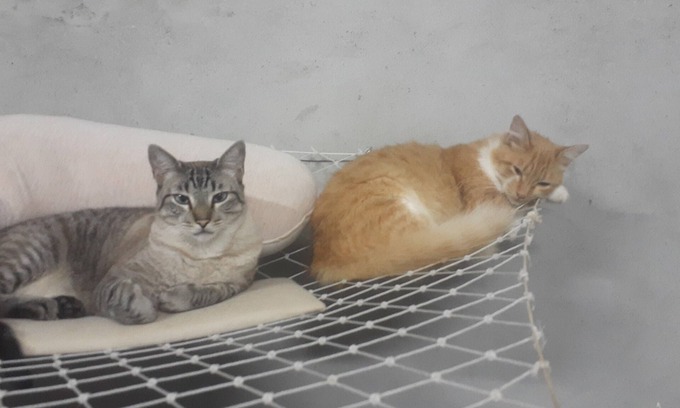 Jarinu House | Cat boarding π± π± π± are you going to travel, leave your little friend here and have fun