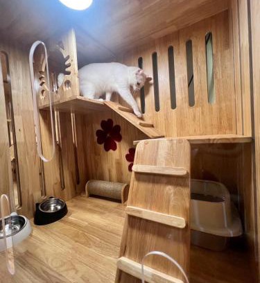 Hat Yai Apartment | cat hotel hatyai cat only
