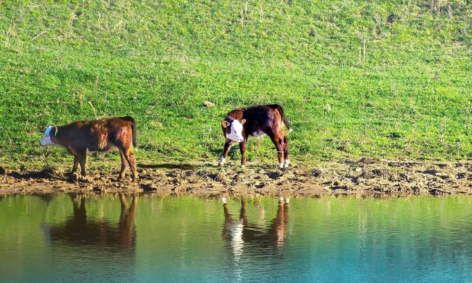 Hardyville Cabin | Cedar Hollow Cabin just off I-65