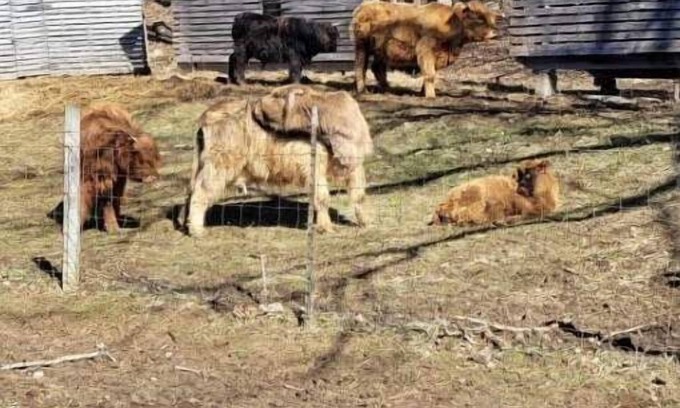 Freedom RV Rental | Celtic Glen Farm Stay - Shaded corn cribsn