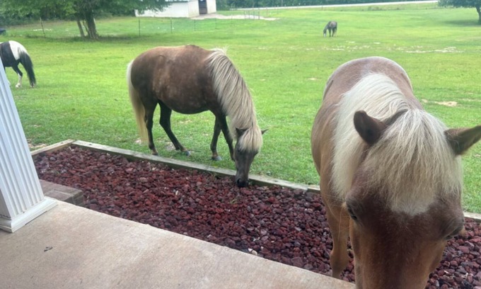 Saucier Other | Charming 3-bedroom farm house. Love horses and nature? Nature at its best.