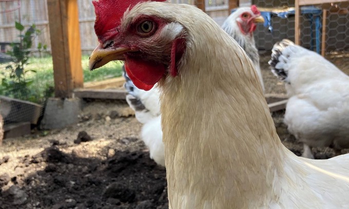 Albany Park Apartment | Chicago's #1 Kid Friendly Vacation Rental with Backyard Chickens!