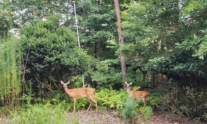 Blue Ridge Cabin | Cozy and Pet friendly 2-bedroom cabin in tranquil Blue Ridge