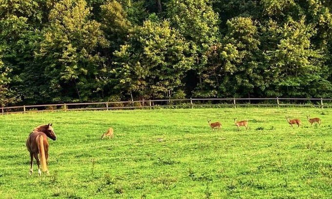 White Hall Apartment | Cozy Farm Home Near I83. Minutes from wedding venues!