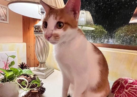 Dongshan House | DeerStar HomeStay B&B