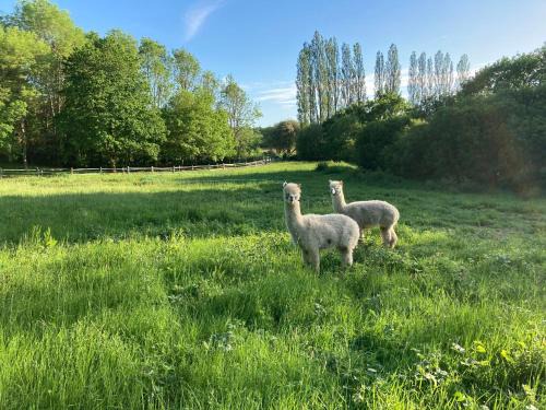 Loxwood Cabin | Dragonfly Lodge Ifold & Alpaca My Tipi Glamping