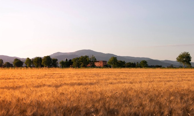 Campiglia Marittima Other | Farmhouse Pescinone - Lavender, Etruscan Coast country and sea