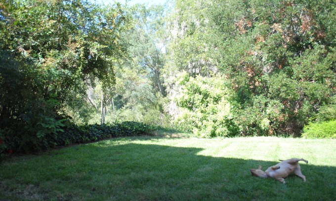 Encinitas House | FULLY FURNISHED MID-TERM RENTAL: Treehouse Oasis - A peaceful haven in Encinitas