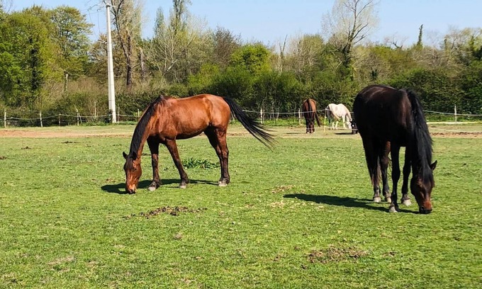 Cissac-Medoc House | Gîte du Haras de Lolivier