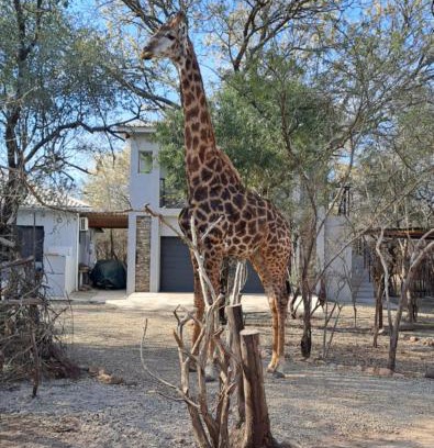 Marloth Park Apartment | Giraffe Studio @ Kruger
