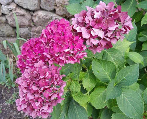 Saint-Julien-Vocance Apartment | gite que canta