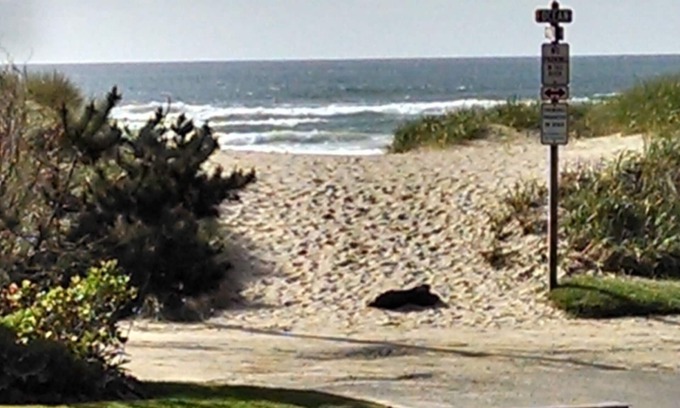 Downtown Cannon Beach House | Historic Cannon Beach Home - 50 Steps From The Sand - West Presidential Streets