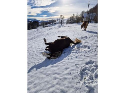 Sankt Peter House | Holiday apartment in St Peter with balcony