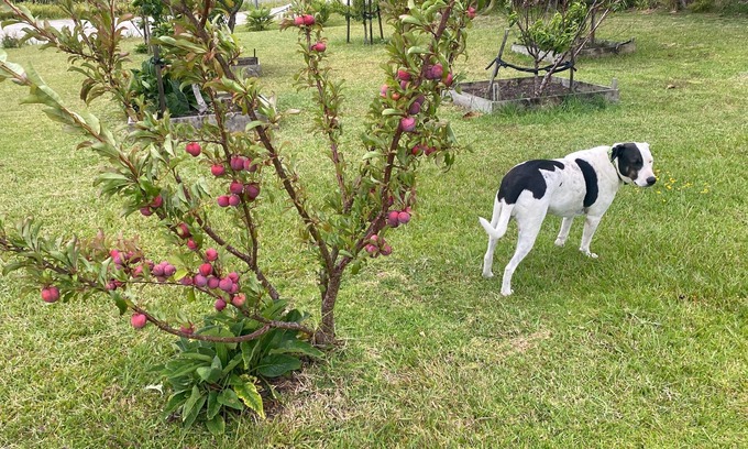 Mangonui Cottage | Home from home nTwo bedrooms self contained shower and kitchenette double story
