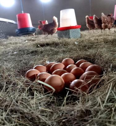 Randfontein House | Jackie's Farm House