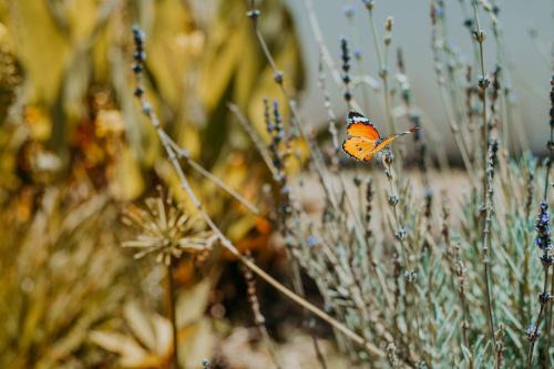 Groblersdal House | Karabelo guesthouse