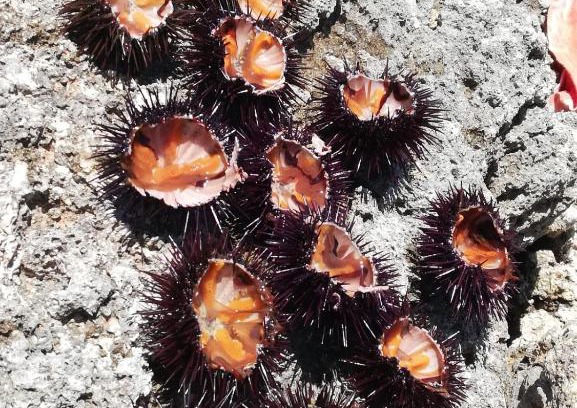 Posto Rosso Apartment | La casa dei Nonni