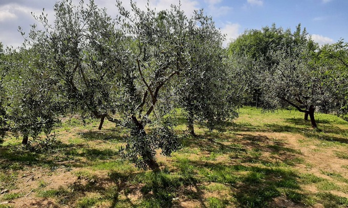 Ricco del Golfo di Spezia Cottage | "La casetta di Bianca". CITRA 011023-LT-0048