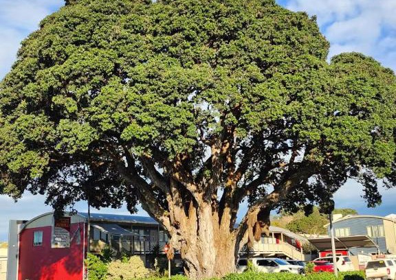 New Plymouth Hotel | Landmark Manor