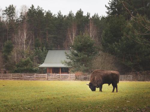 Narewka House | Leśna 21 Dom Północ przy ZALEW SIEMIANÓWKA