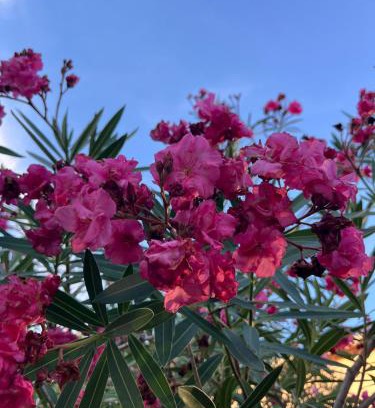 Boisseron Bed & Breakfast | Le Clos Jasmin