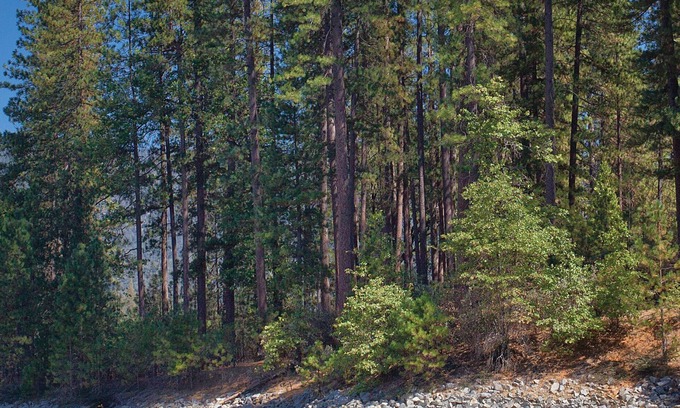 Bass Lake Resort | Love nature? You will love Bass Lake!