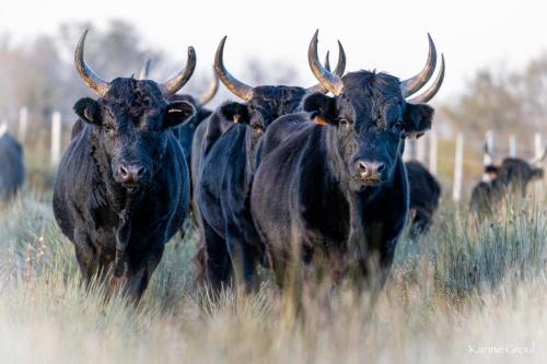 Montcalm Bed & Breakfast | MANADE SAINT LOUIS Mas de La Paix