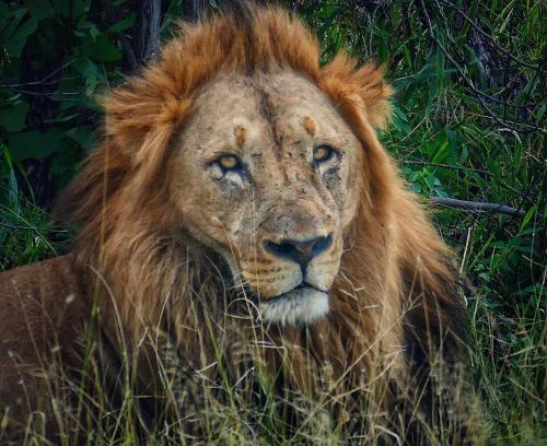 Phalaborwa Apartment | Modjadji Estate Lodge & Spa