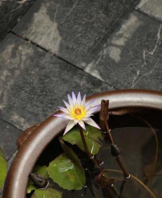 Qixing Hotel | NO.9 Alley Yuchen Res Dence