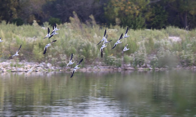 Barksdale Cabin | Nueces River Cabins-Elm Cabin