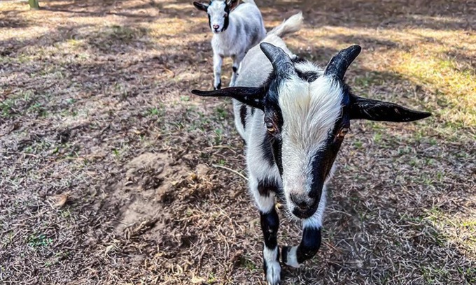 Floral City House | Peaceful Plantation