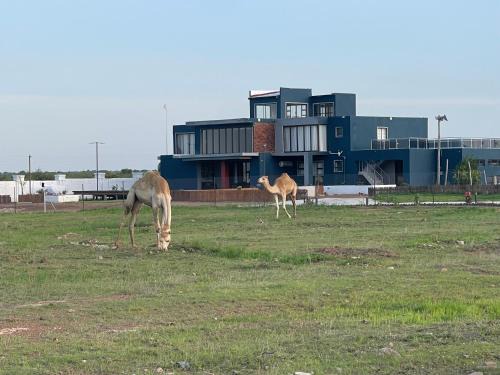 Moletji House | Percyville