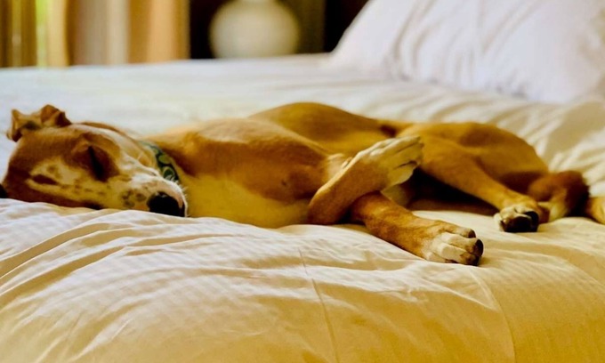 Park Central Hotel | Pet-Friendly Stay in Richardson! Close to NorthPark Center! FREE Parking Onsite