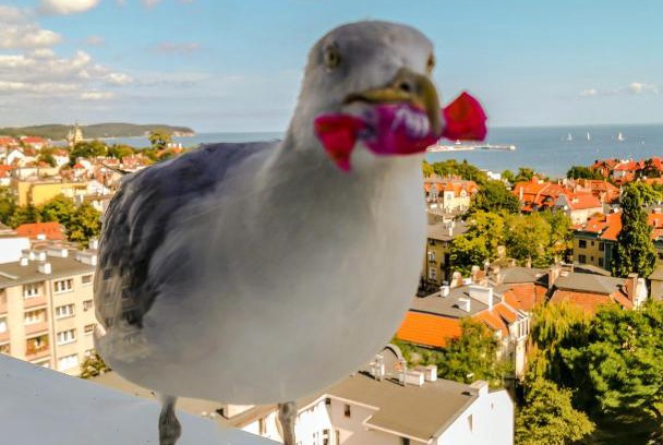 Karlikowo House | Pokoje przy plaży z widokiem na morze