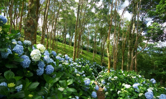 Jinfeng House | Qingshan Homestay